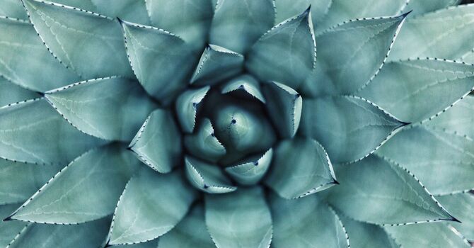 The Importance of Spinal Health for Overall Wellness